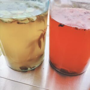 Kombucha Starter