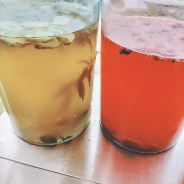 Kombucha Starter