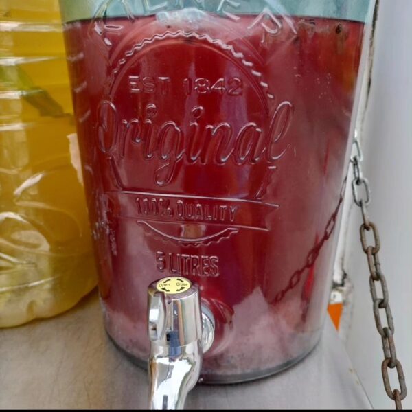 Kombucha Starter - Image 3