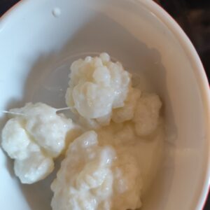 Milk Kefir Grains