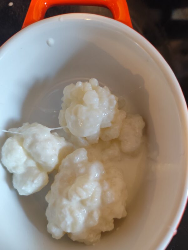 Milk Kefir Grains