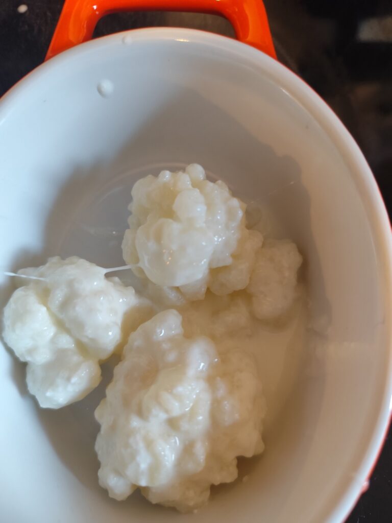 Milk Kefir Grains