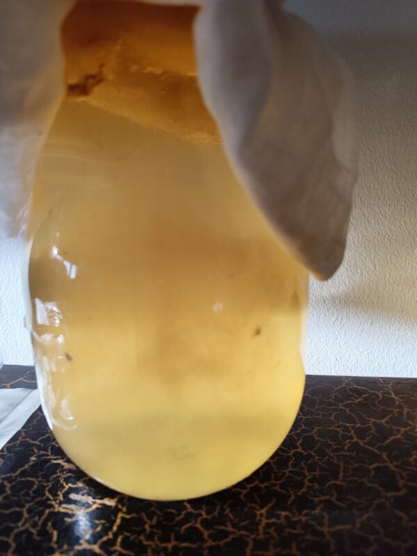 Kombucha Starter - Image 2